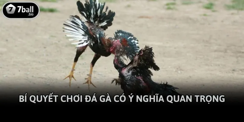 Bí quyết chơi đá gà có ý nghĩa quan trọng