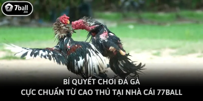 Bí Quyết Chơi Đá Gà Cực Chuẩn Từ Cao Thủ Tại Nhà Cái 77ball