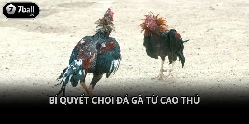 Bí quyết chơi đá gà từ cao thủ