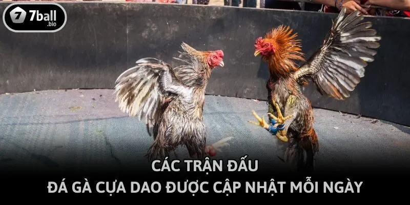 Các trận đấu đá gà cựa dao được cập nhật mỗi ngày