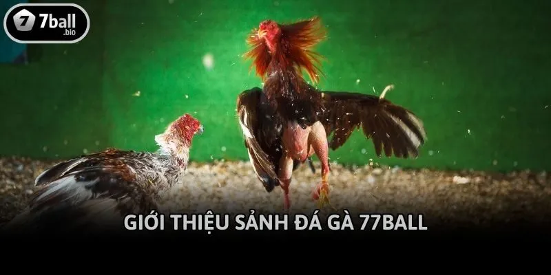 Giới thiệu sảnh đá gà 77ball