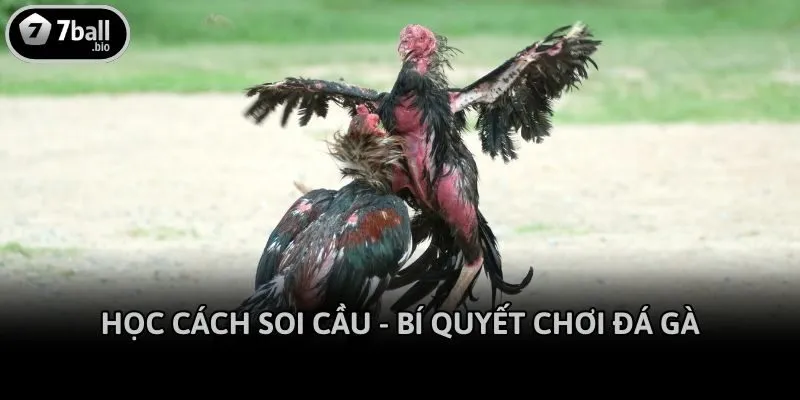 Học cách soi cầu - Bí quyết chơi đá gà