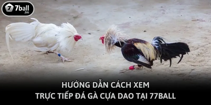 Hướng dẫn cách xem trực tiếp đá gà cựa dao tại 77ball