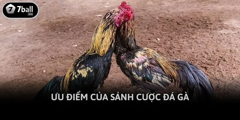 Ưu điểm của sảnh cược đá gà