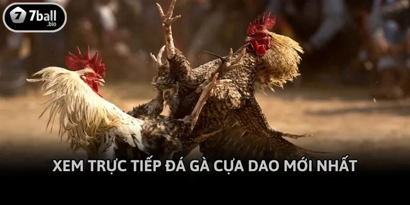 Xem trực tiếp đá gà cựa dao mới nhất